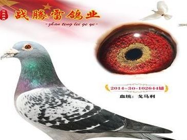 全面了解以360竞拍怎么样——挖掘竞拍市场的新机遇（以360竞拍如何带来全新的购物体验和商机）