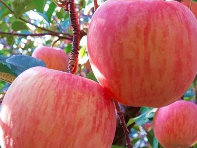 秋天的果实（秋天到来，收获之时；秋天的果实，香甜可口）