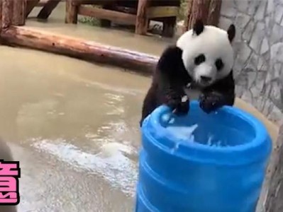 大熊猫的战斗力究竟如何？（探索大熊猫战斗技能的奥秘）
